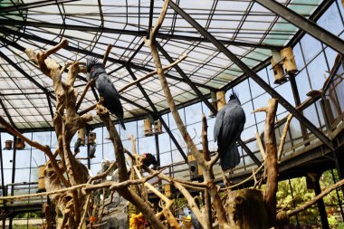 Endonezya, 18 Ağustos 2024. Birkaç kuş bir kafese tünemiş.