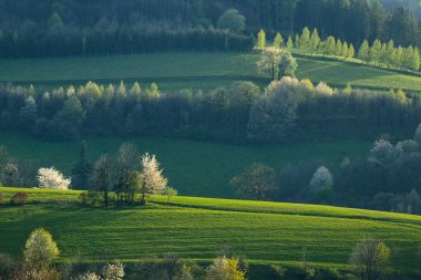 Kwitnce drzewa na Beskidzkich wzgrzach