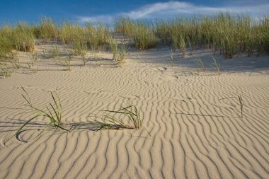 Baltık kumullarındaki çimenler