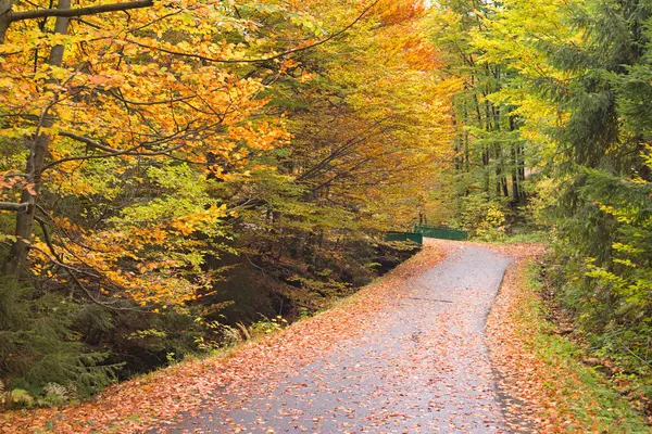 Renkli sonbahar ağaçları arasındaki dar yol