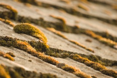 Eski çatı kiremitlerinde yeşil yosun