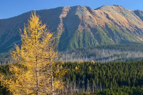 Tarlakuşu üzerindeki kuru iğneler Tatra Dağları 'nın arka planına karşı