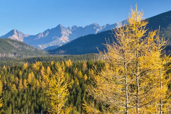 Tatra Dağları 'nın arka planında renkli karaçam ağaçları