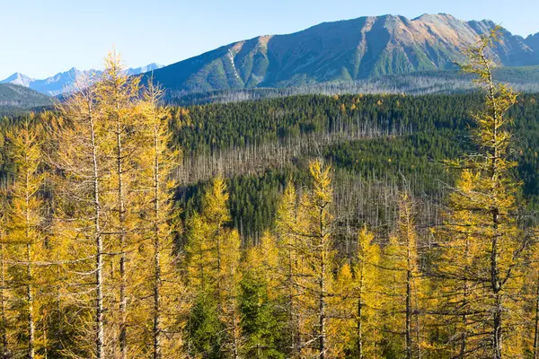 Tatra Dağları 'nın arka planında renkli karaçam ağaçları