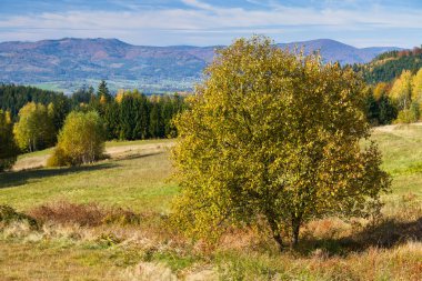 Beskids 'da sonbaharda renkli ağaçlar