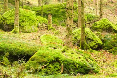 Güneşli bir günde ormandaki yeşil yosun.