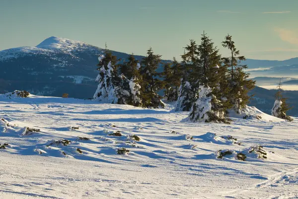 Pilsko Beskid ywiecki 'de yalnız bir ağaç