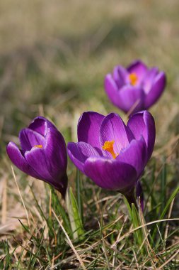 Çimlerde renkli timsahlar