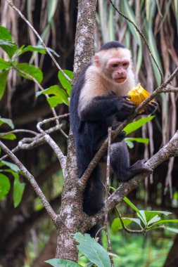 Kosta Rika ormanında Capuchin maymunu