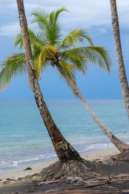 Kosta Rika, Manzanillo sahilinde palmiye ağaçları