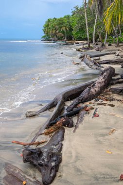 Kosta Rika 'da Manzanillo sahilinde ağaç gövdeleri ve palmiye ağaçları.