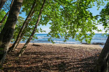 Puerto Viejo, Kosta Rika sahillerindeki ormanlar ve plajlarla dolu bir manzara.