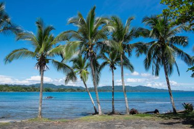 Kosta Rika 'da Puerto Viejo kıyısındaki Palm Grove.