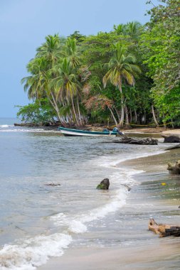 Kosta Rika 'nın Atlantik kıyısındaki Manzanillo sahillerinde palmiye ağaçları olan manzara