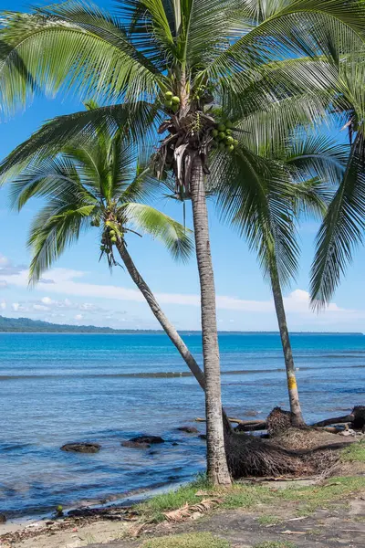 Kosta Rika 'da Puerto Viejo sahilinde hindistan cevizi ağaçları