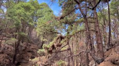 Kanarya Adası çam ormanı ve Tenerife adasındaki La Esperanza dağlarındaki son orman yangınında yanan ağaç.
