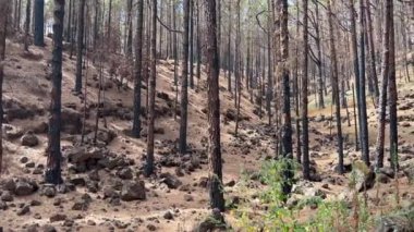 Son orman yangınından sonra Tenerife, Kanarya Adaları 'ndaki La Esperanza dağlarındaki Kanarya Adası çamları.