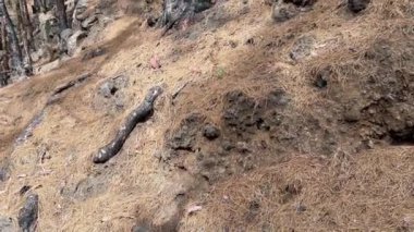 Kanarya Adası çam ormanı, Tenerife adasındaki La Esperanza dağlarındaki orman yangınından sonra