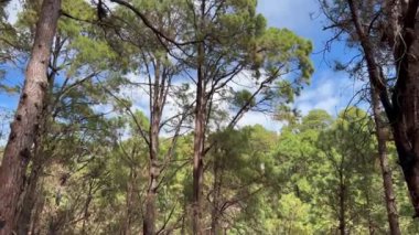 Kanarya Adası çam ormanı ve Tenerife adasındaki La Esperanza dağlarında yürüyüş yapan