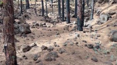 Kanarya Adası çam ormanı Tenerife adasındaki La Esperanza dağlarında çıkan orman yangınından sonra iyileşiyor.