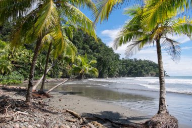 Playa Ventanas, Kosta Rika 'da palmiye ağaçları olan manzara