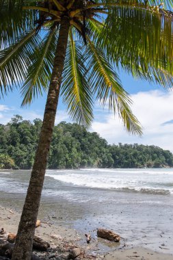 Kosta Rika 'nın Pasifik kıyısındaki Hindistan cevizi ağacı ve plajı.