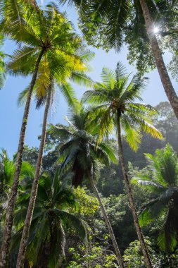 Kosta Rika 'nın Pasifik kıyısındaki Palm Grove