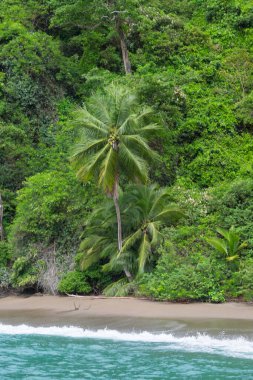 Pasifik Okyanusu 'ndaki Cao Adası' nda sahil ve palmiye ağaçları, Kosta Rika