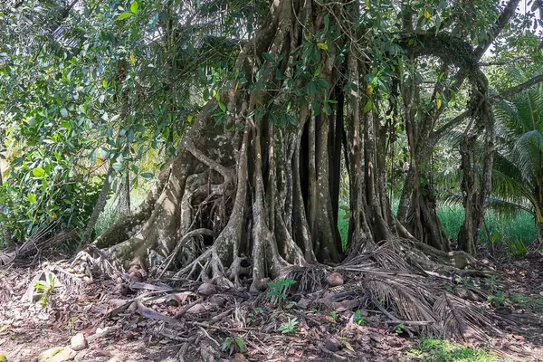 Kosta Rika 'nın Pasifik sahillerinde sallanan bir ağaç.