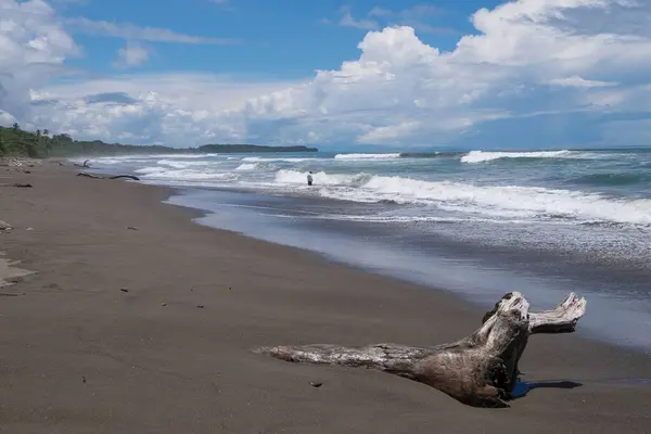 Playa Hermosa 'daki ağaç gövdesi ve manzarası, Pasifik kıyısı, Kosta Rika