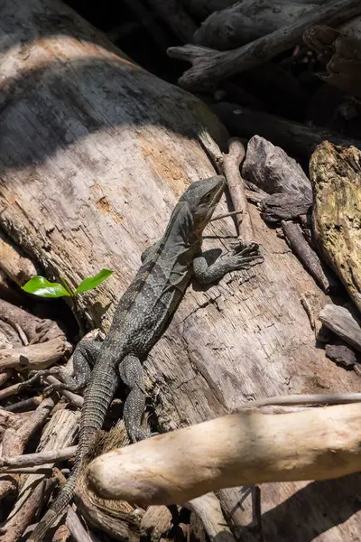 Pasifik kıyısındaki bir sahilde kertenkele, Kosta Rika