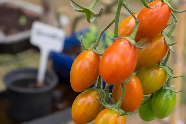 Ev bahçesinde kiraz domatesli bitki.