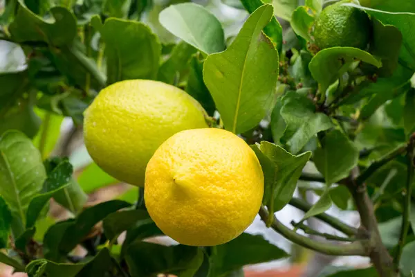 Bir limon ağacı üzerinde olgunlaşmış limon