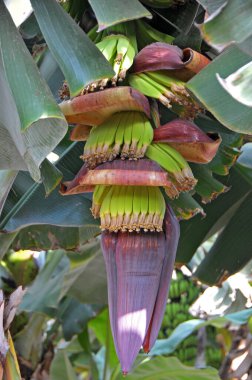 Kanarya Adaları 'ndaki bir fidanlıkta muz çiçeği ve tomurcukları gelişiyor.
