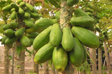 Papaya ağaçları Kanarya Adaları 'ndaki bir çiftlikte meyve dolu.