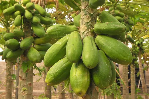 Papaya ağaçları Kanarya Adaları 'ndaki bir çiftlikte meyve dolu.