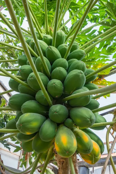 Papayalar Kanarya Adaları 'ndaki bir çiftlikte