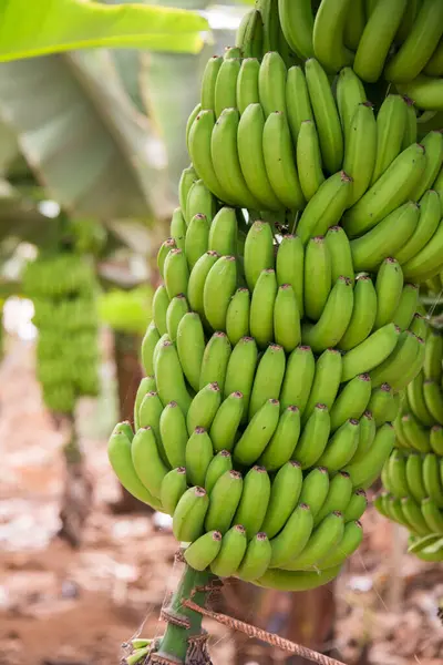 Kanarya Adaları 'ndaki bir çiftlikte muz demetleri