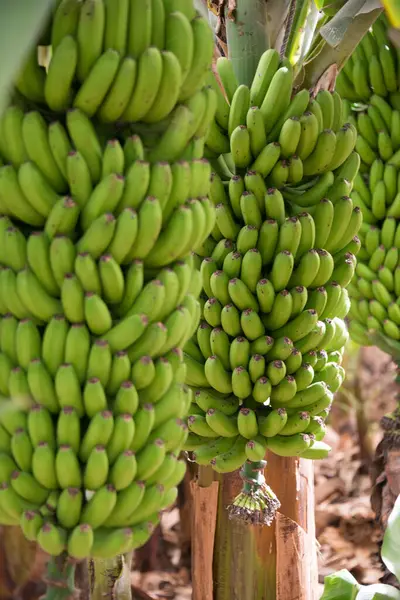 Kanarya Adaları 'ndaki bir çiftlikte muz demetleri
