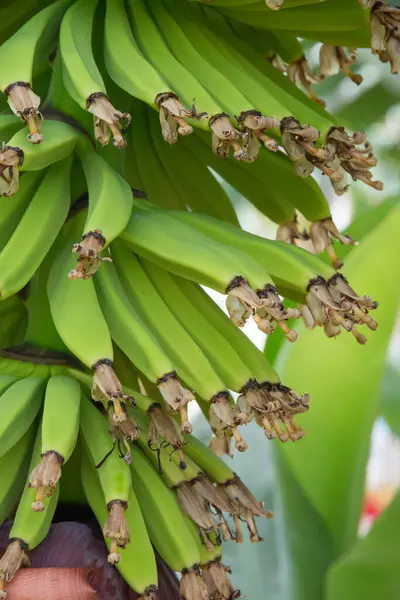 Kanarya Adaları 'ndaki bir fidanlıkta yetişen muzlar.