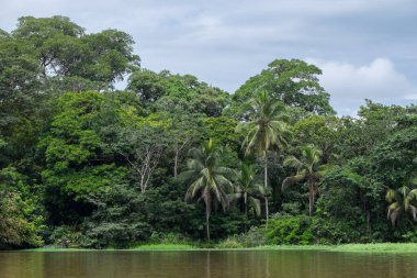 Porto Viejo kıyısındaki orman ormanı, Limon bölgesi, Kosta Rika
