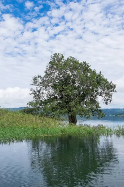 Kosta Rika 'daki Arenal Gölü' ndeki ağaç manzarası