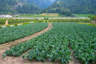 Güney Tyrol, İtalya 'daki Laas köyündeki ekin tarlaları