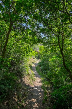 Güney Tyrol, İtalya 'daki Laas köyündeki bir ormanda yol