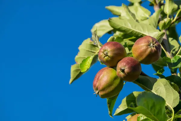 Güney Tyrol 'da bir ağaçtaki elmalar