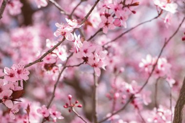 İspanya, Castilla la la Mancha 'da bir badem ağacının çiçek ve dalları