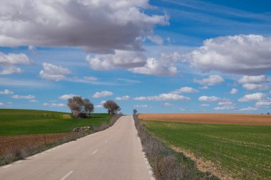 İspanya, Castilla La Mancha 'da ekin tarlalarıyla yol ve manzara