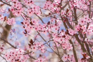 İspanya, Castilla la la Mancha 'da Badem Ağacı çiçek açtı