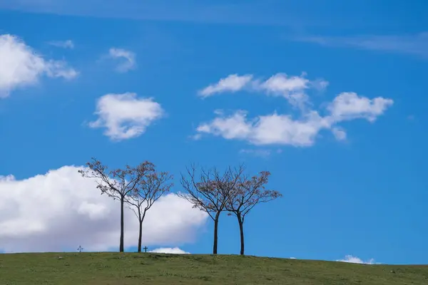İspanya, Castilla La Mancha 'da ağaçlarla ve mavi gökyüzüyle manzara