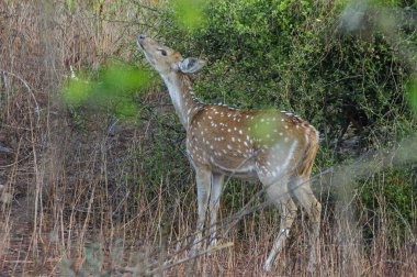 Fawn Ranthambore Ulusal Parkı, Rajasthan, Hindistan